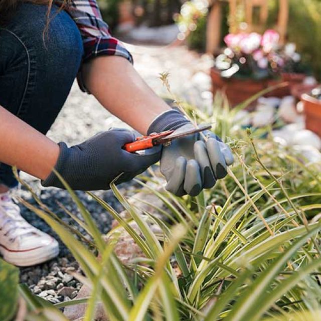 How to Updating Your Garden: Ideas and Tips