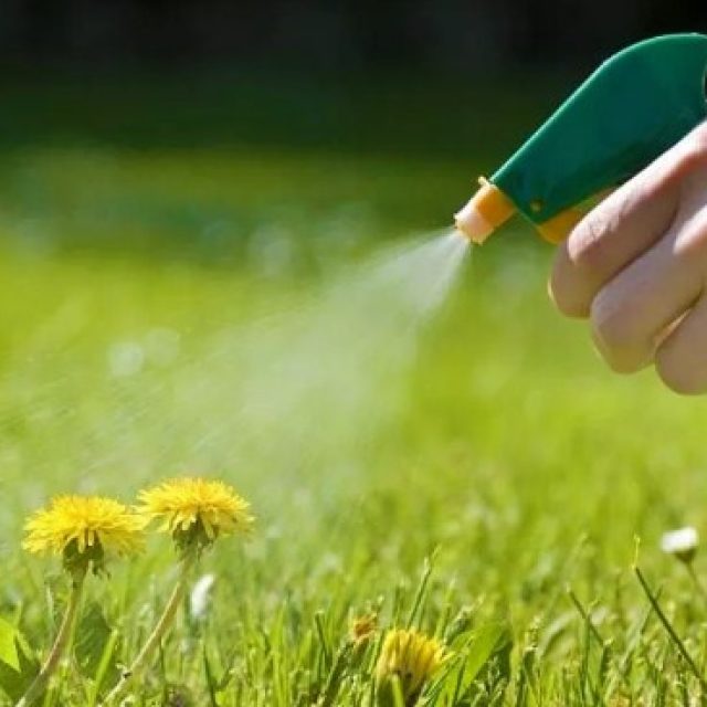 The Top 5 Home Solutions for Weed Elimination