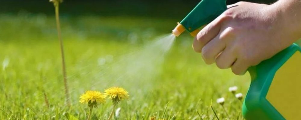 The Top 5 Home Solutions for Weed Elimination