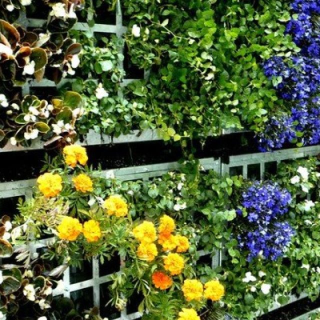 How to create a low-maintenance ecological Garden