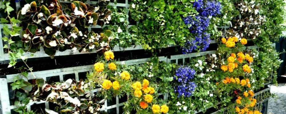 How to create a low-maintenance ecological Garden